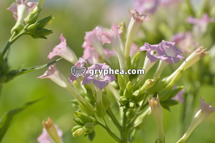 Tabac - Fleurs dans un champ cultivé - gryphea.com